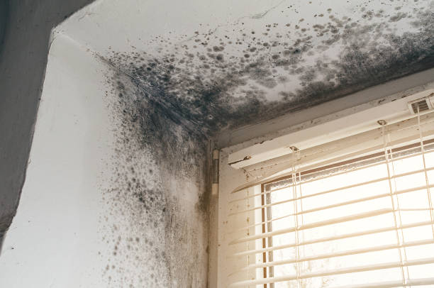 Affordable Mold Inspection And Testing solutions in Allen, TX