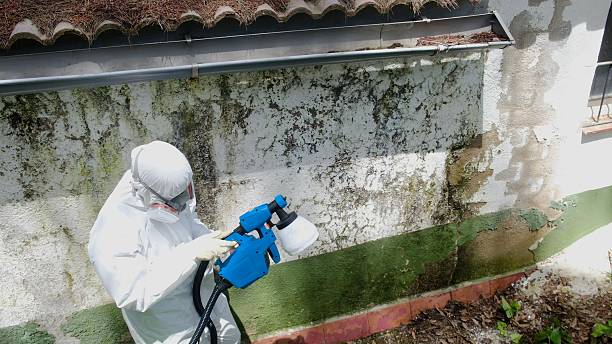 Top rated local Mold Inspection And Testing specialists in Allen, TX